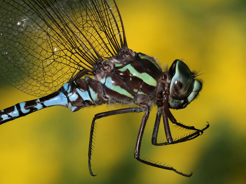 photo of Close-up of male green-striped darner thorax