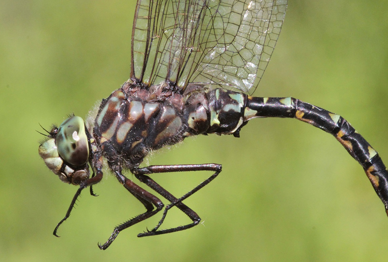 photo of Close-up of male harlequin darner thorax