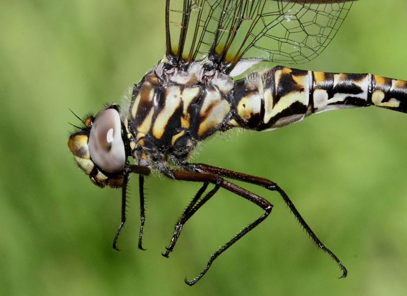 photo of Close-up of female harlequin darner thorax