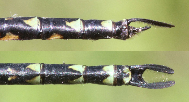 photo of Side (top image) and top view of cercus for male harlequin darner