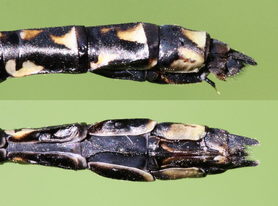 photo of Side and bottom view of female harlequin darner abdomen tip