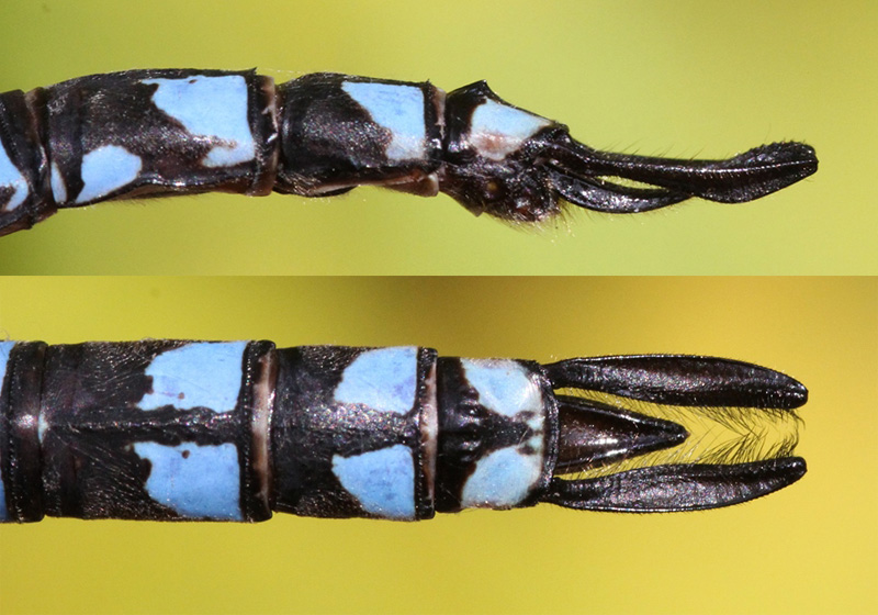 photo of Side (top image) and top view of cercus for male lake darner