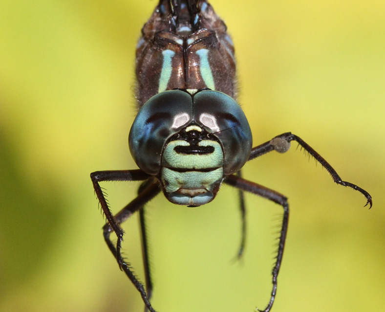 photo of Close-up of male lake darner face