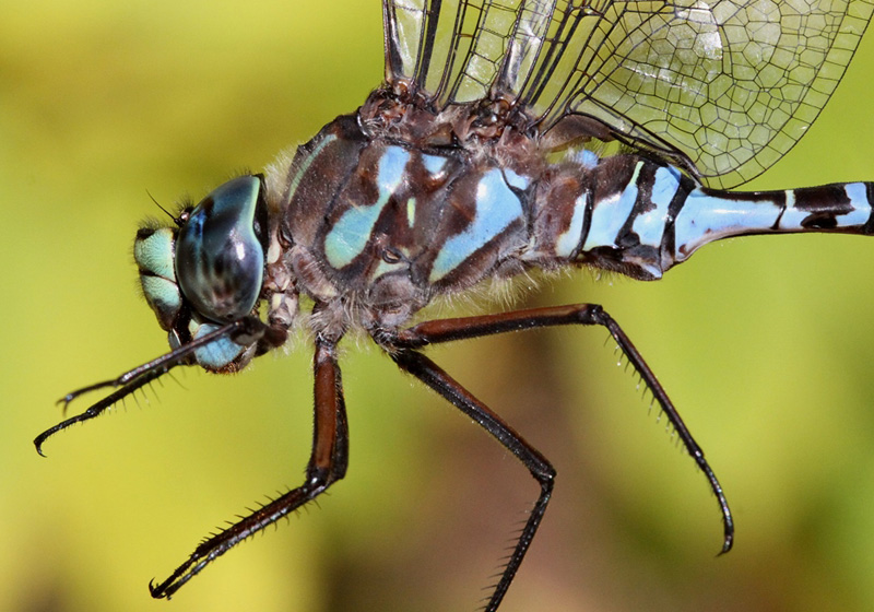 photo of Close-up of male lake darner thorax