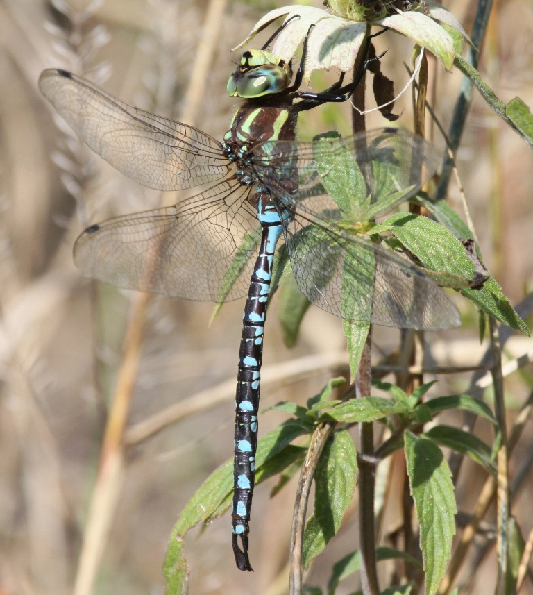photo of Male lance-tipped darner