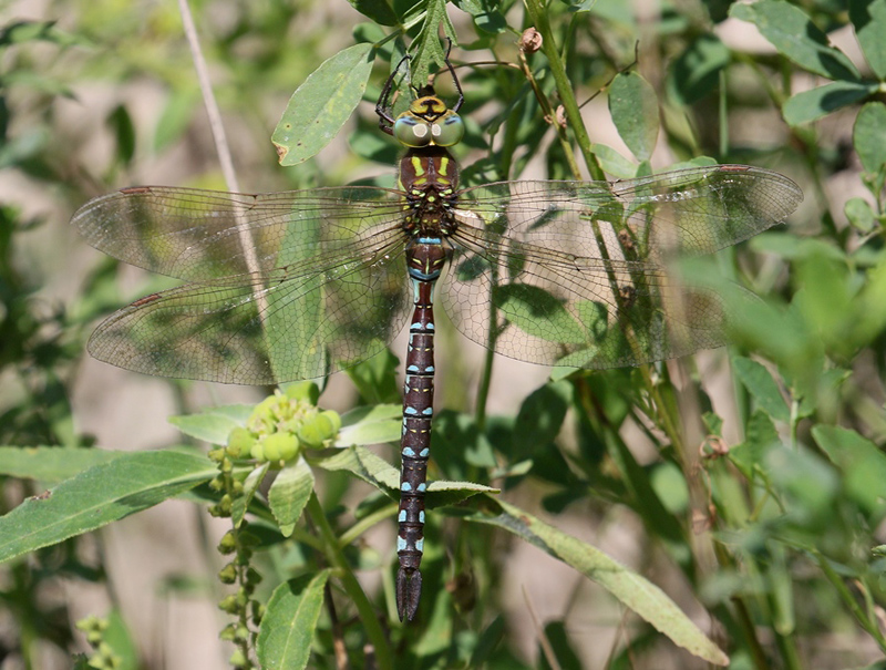photo of Female lance-tipped darner