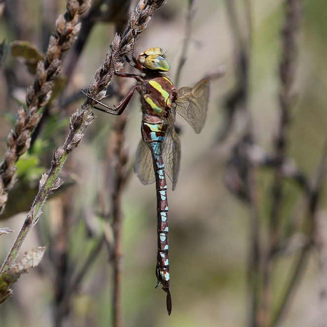 photo of Female lance-tipped darner with “male-like” coloration
