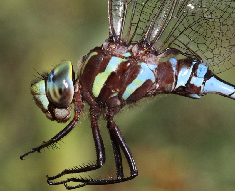 photo of Close-up of male lance-tipped darner thorax