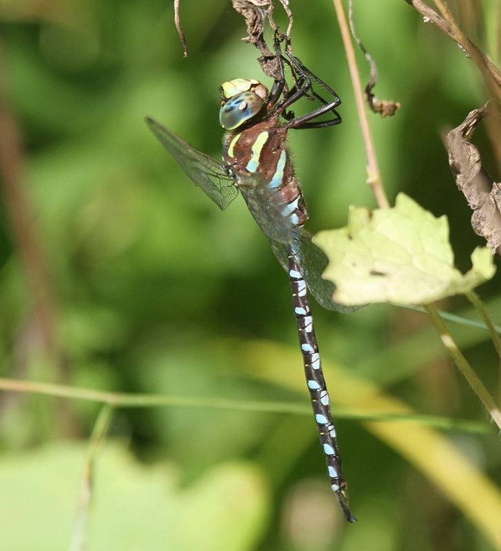 photo of Male lance-tipped darner
