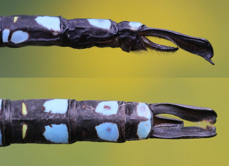 photo of Side (top image) and top view of male lance-tipped darner cerci