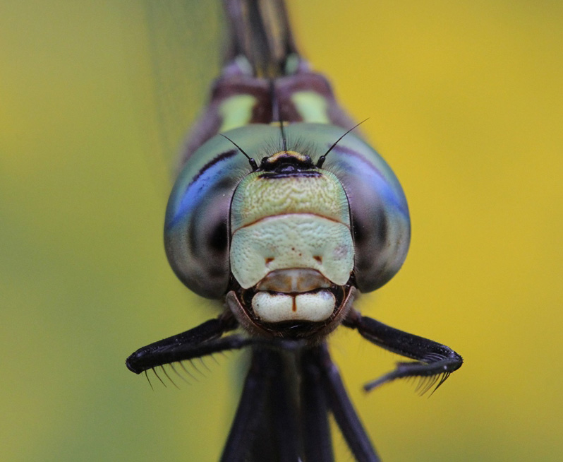 photo of Close-up of male lance-tipped darner face
