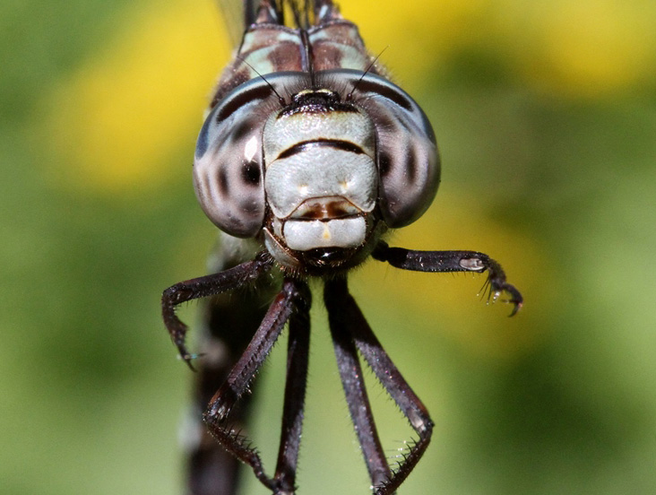 photo of Close-up of male mottled darner face