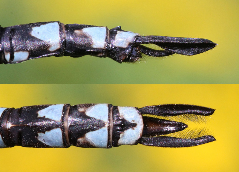 photo of Side (top image) and top view of male mottled darner cerci