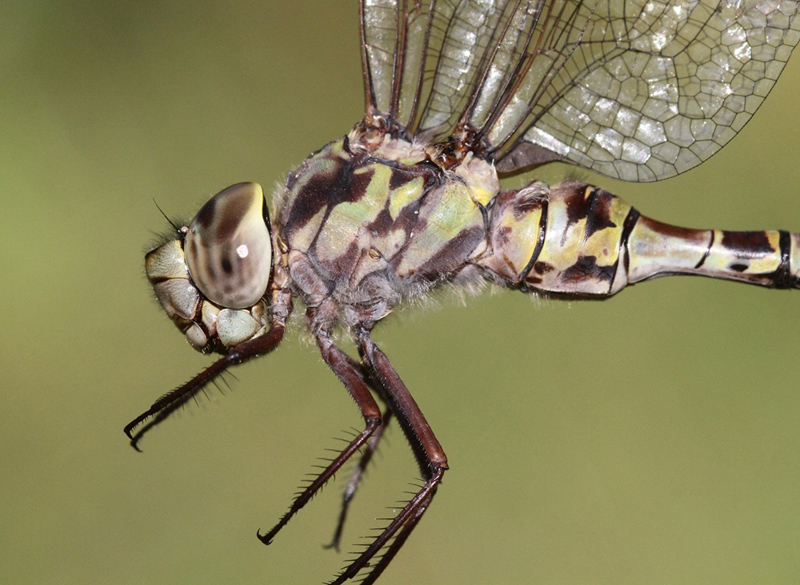 photo of Close-up of female mottled darner thorax