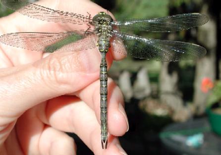 photo of Top view of teneral ocellated darner