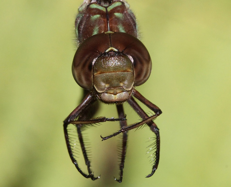 photo of Close-up of female greeen-form shadow darner face