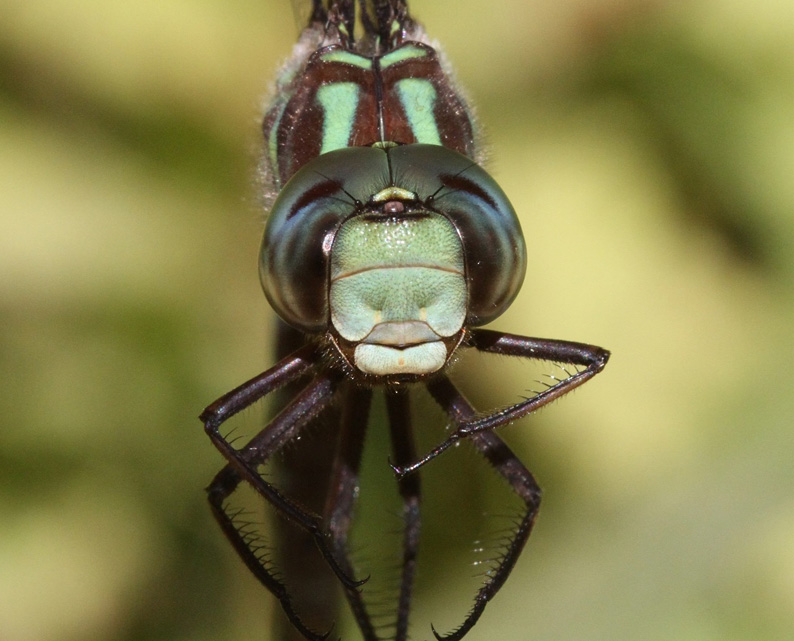 photo of Close-up of male shadow darner face