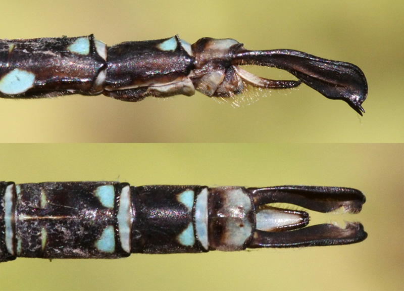 photo of Side (top image) and top view of male shadow darner cerci
