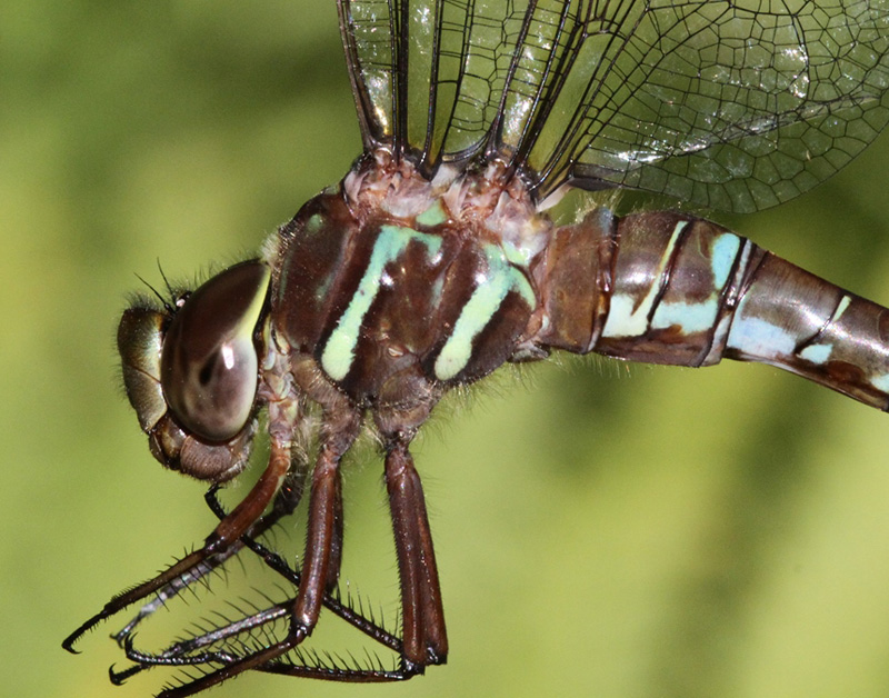 photo of Close-up of female greeen-form shadow darner thorax
