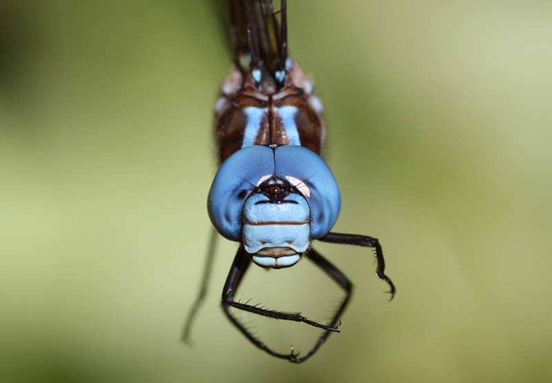 photo of Close-up of male spatterdock darner face