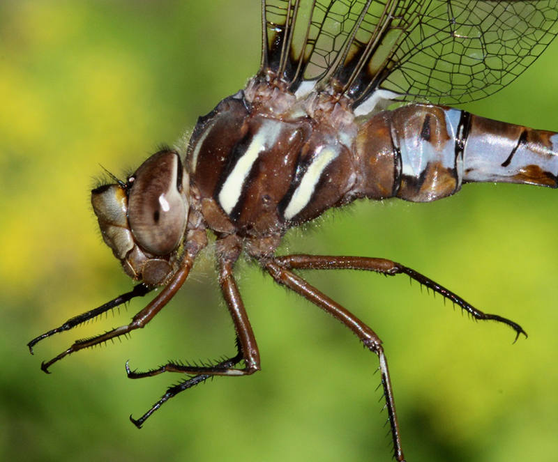 photo of Close-up of female springtime darner thorax
