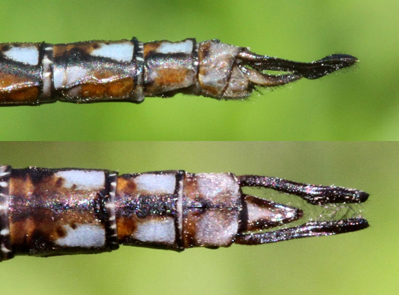 photo of Side (top image) and top view of male springtime darner cerci