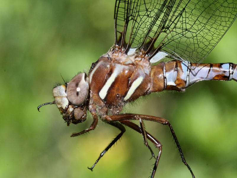 photo of Close-up of male springtime darner thorax