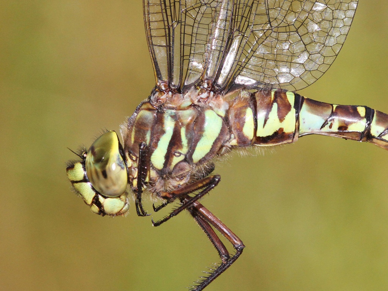 photo of Close-up of yellow-form female subarctic darner thorax