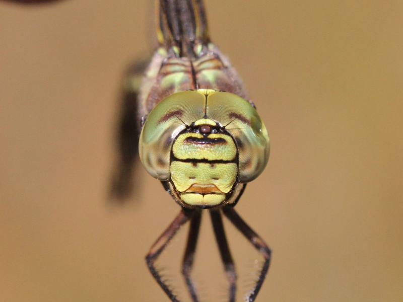 photo of Close-up of yellow-form female subarctic darner face