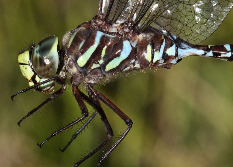 photo of Close-up of male subarctic darner thorax