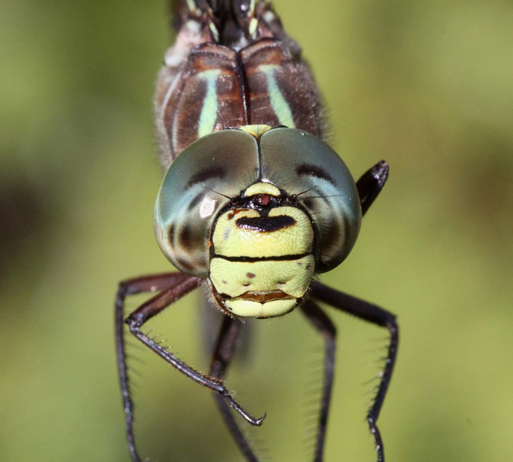 photo of Close-up of male subarctic darner face
