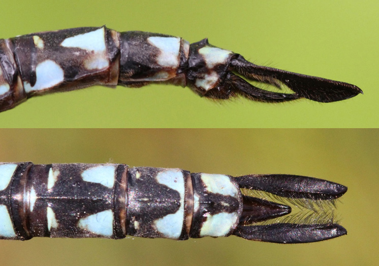 photo of Side (top image) and top view of male subarctic darner cerci