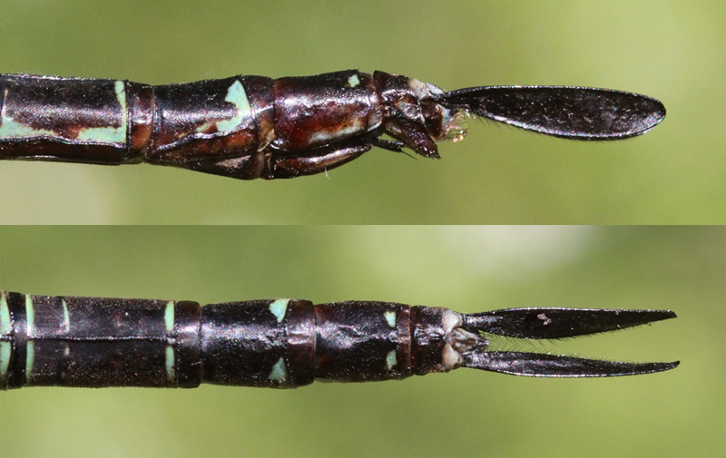 photo of Side (top image) and top view of female swamp darner abdomen tip