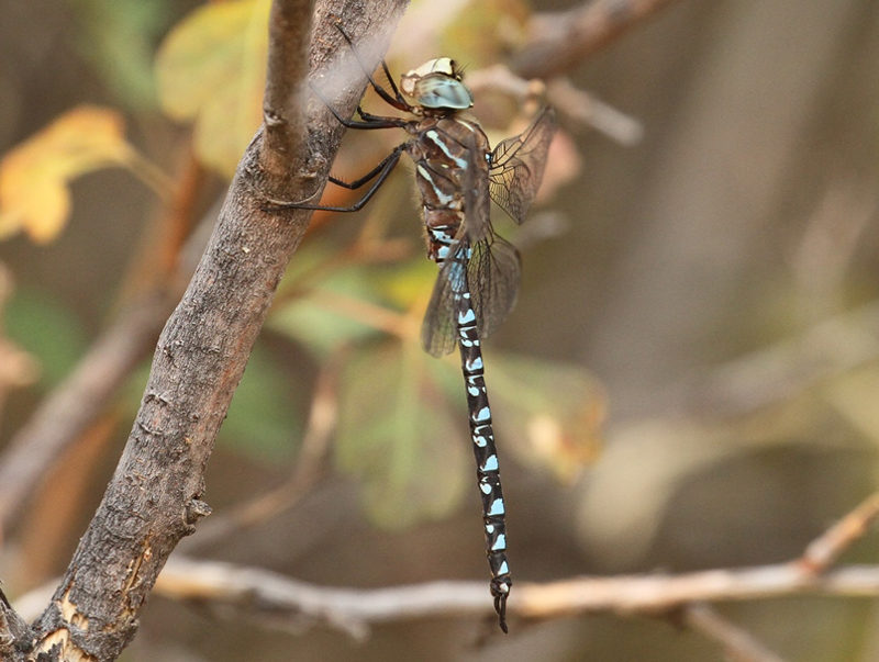 photo of Male variable darner