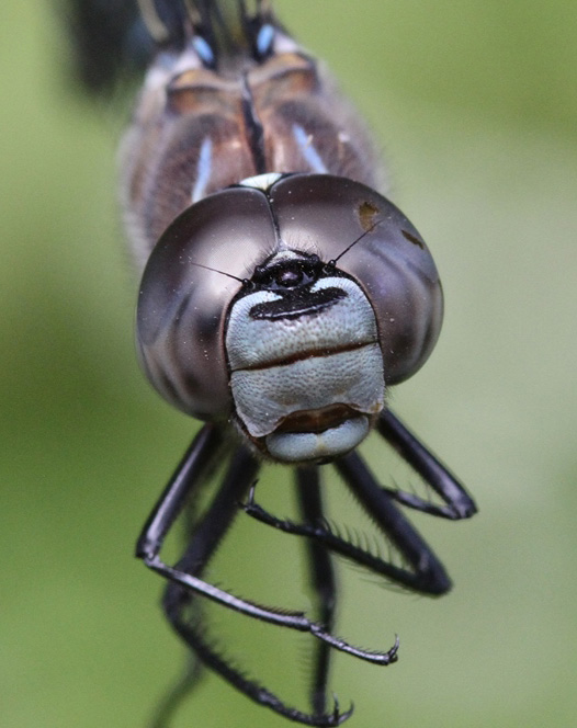 photo of Close-up of immature male variable darner face