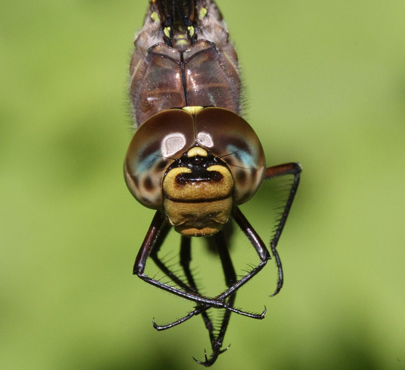 photo of Close-up of female variable darner face