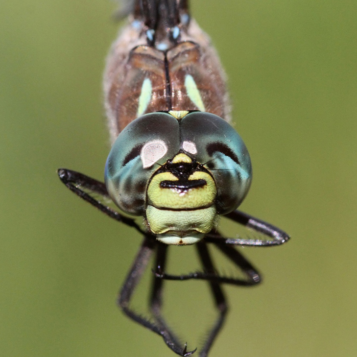 photo of Close-up of male variable darner face