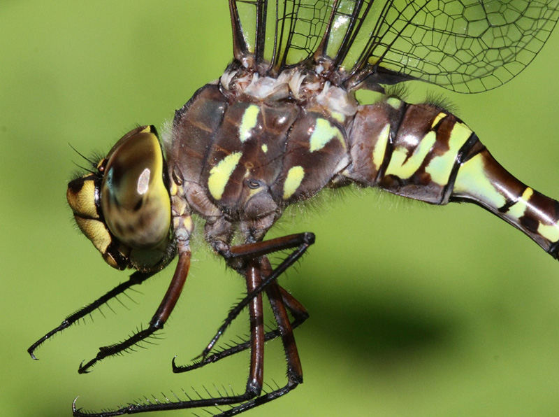 photo of Close-up of female variable darner thorax