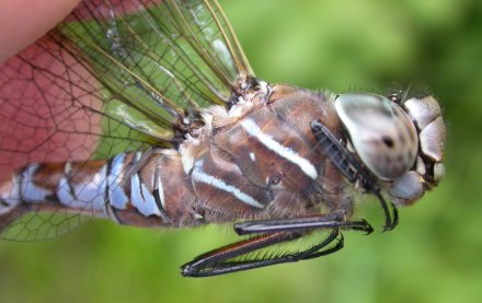 photo of Alternate stripe patterns on male variable darner thorax