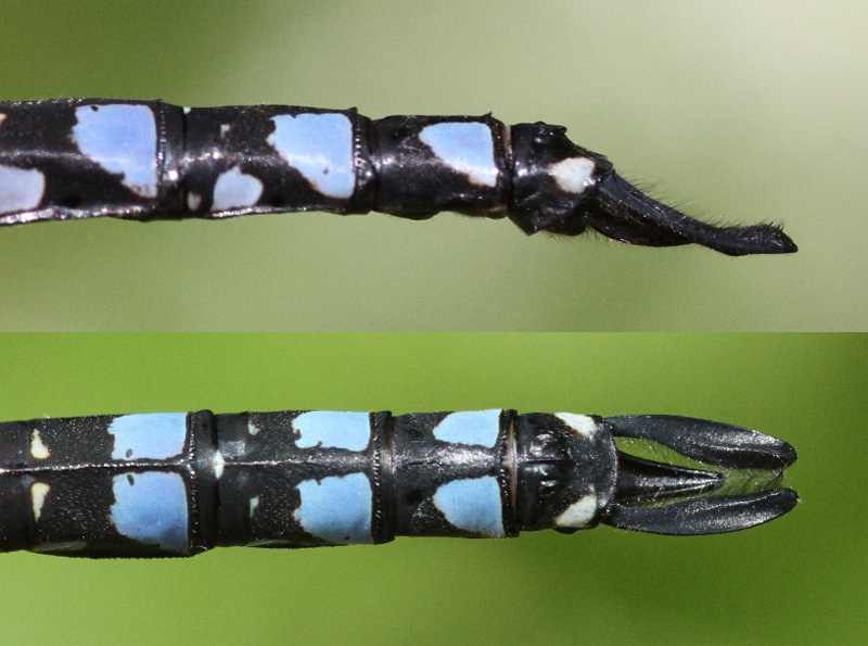 photo of Side (top image) and top view of cercus for male variable darner