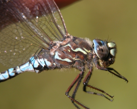 photo of Close-up of male zigzag darner thorax