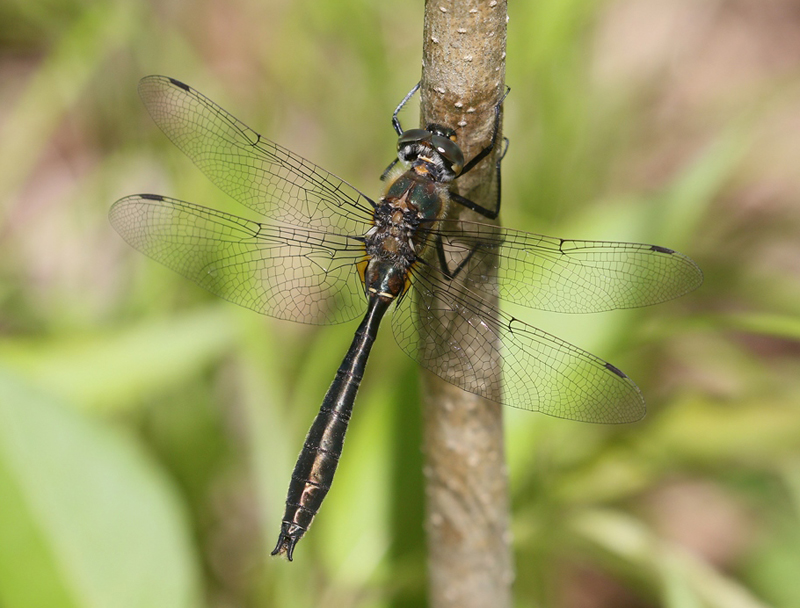 photo of Transitional male American emerald