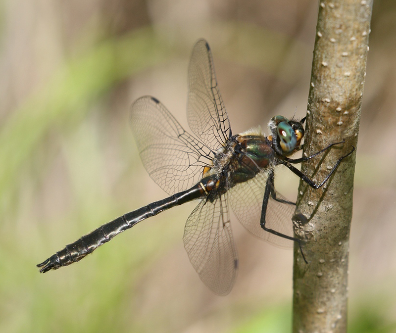 photo of Transitional male American emerald