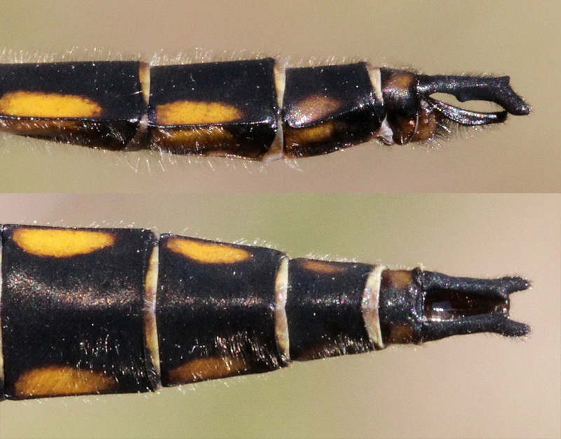 photo of Male beaverpond baskettail abdomen showing side view of cercus (upper part of clasper) with dog-leg bend near tip