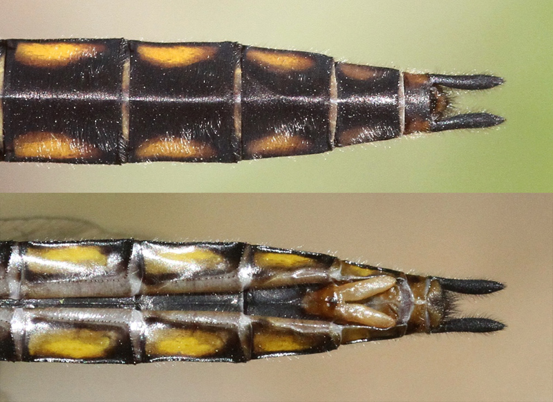 photo of Top and bottom view of female beaverpond baskettail abdomen tip