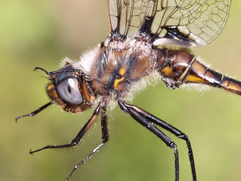 photo of Close-up of male beaverpond baskettail thorax