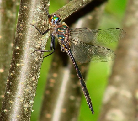 photo of Male brush-tipped emerald