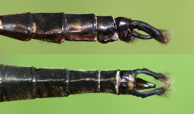photo of Side (top image) and top view of male brush-tipped emerald cerci