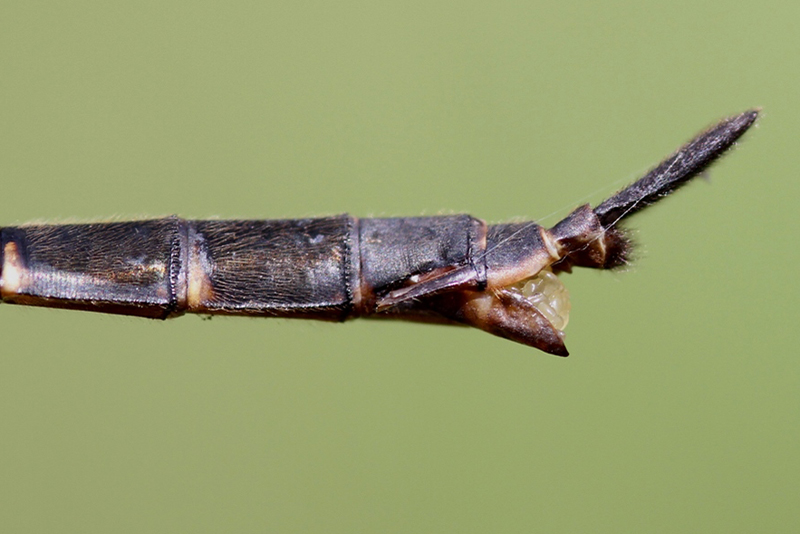 photo of Side view of female brush-tipped emerald abdomen tip