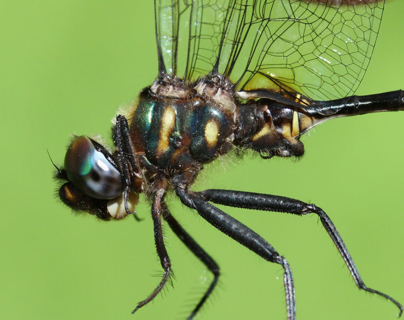 photo of Close-up of male brush-tipped emerald thorax